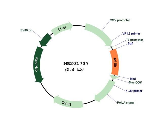 Circular map for MR201737