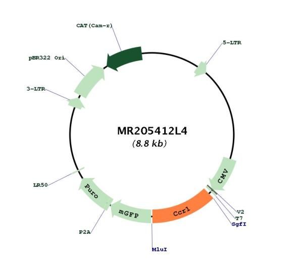 Circular map for MR205412L4