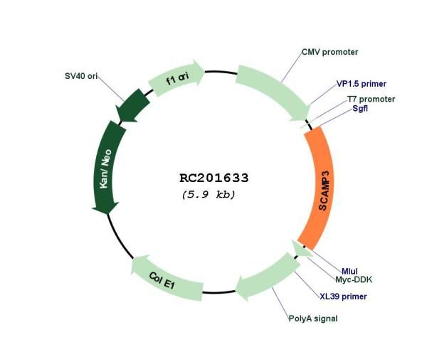 Circular map for RC201633