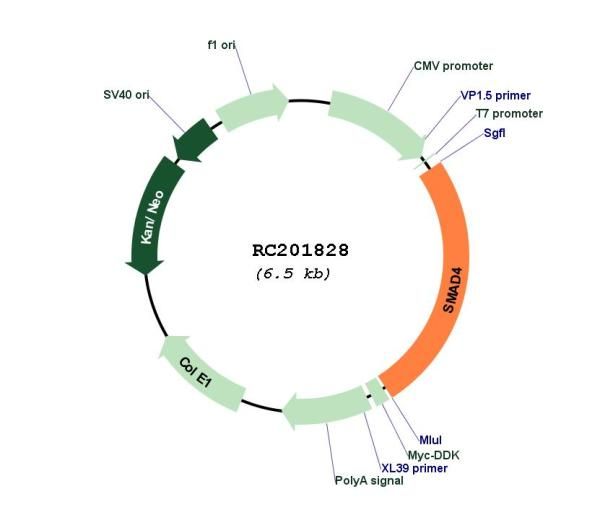 Circular map for RC201828