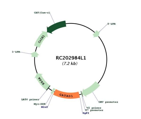 Circular map for RC202984L1