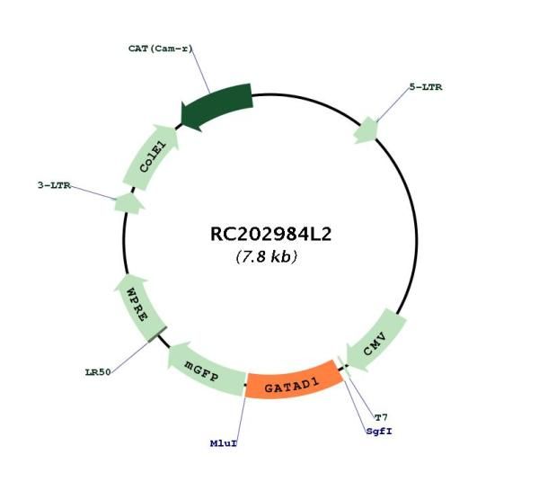 Circular map for RC202984L2
