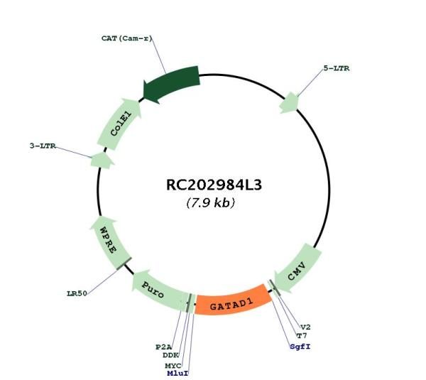 Circular map for RC202984L3