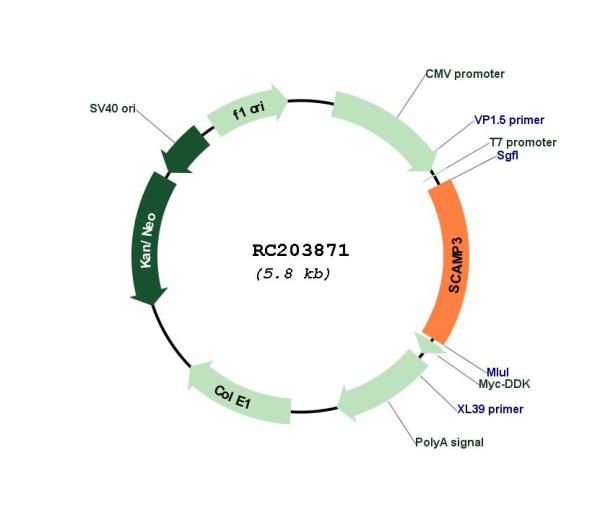 Circular map for RC203871