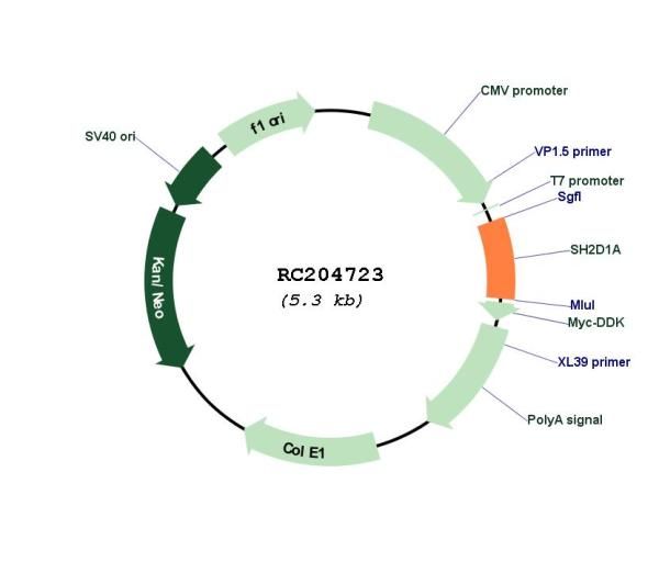 Circular map for RC204723