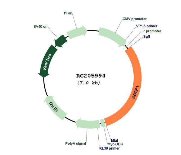 Circular map for RC205994