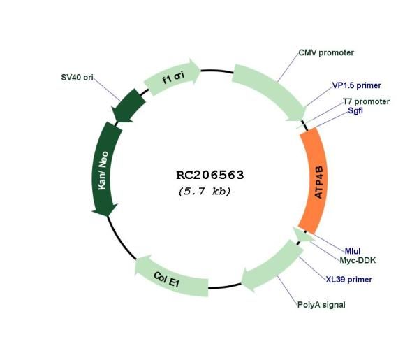 Circular map for RC206563