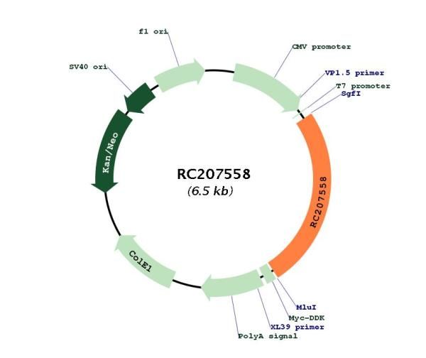 Circular map for RC207558