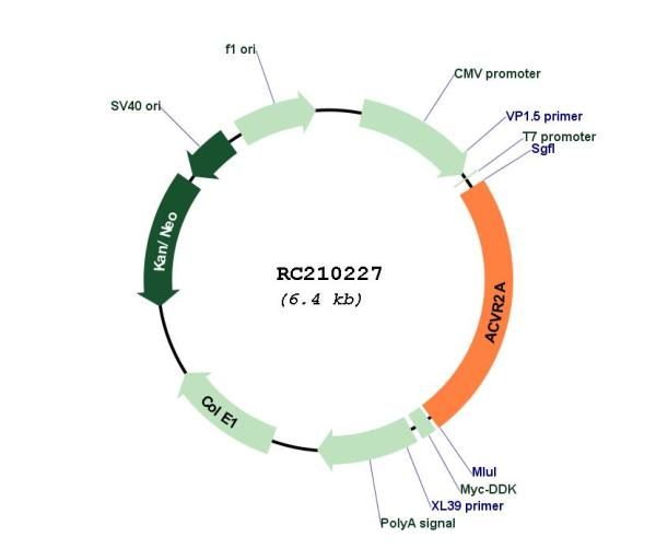 Circular map for RC210227