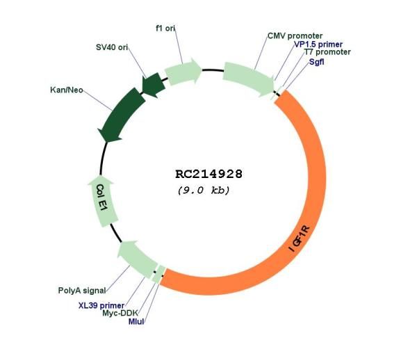 Circular map for RC214928