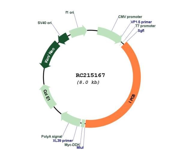 Circular map for RC215167