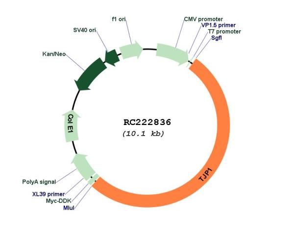 Circular map for RC222836