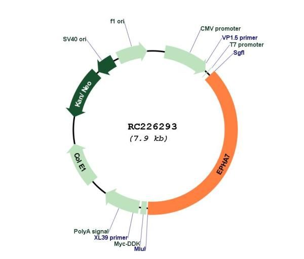 Circular map for RC226293