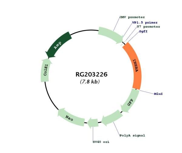 Circular map for RG203226