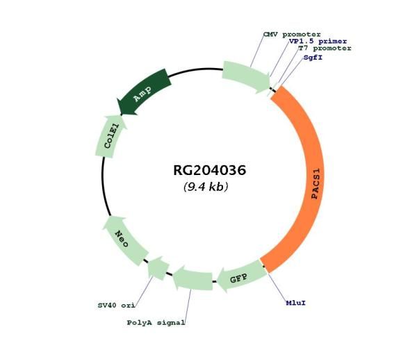 Circular map for RG204036