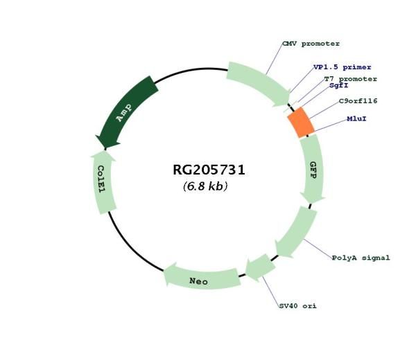 Circular map for RG205731
