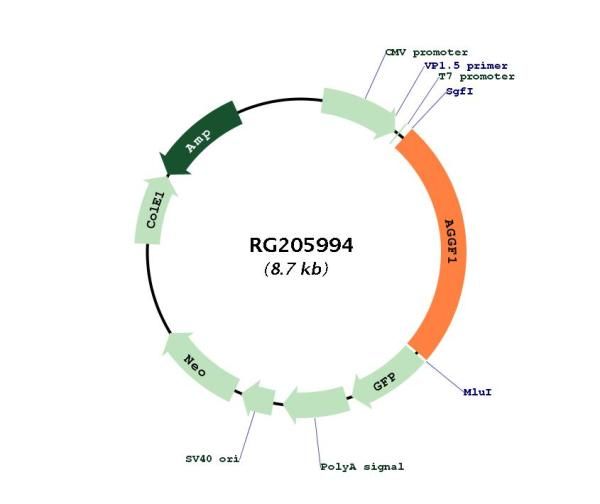 Circular map for RG205994