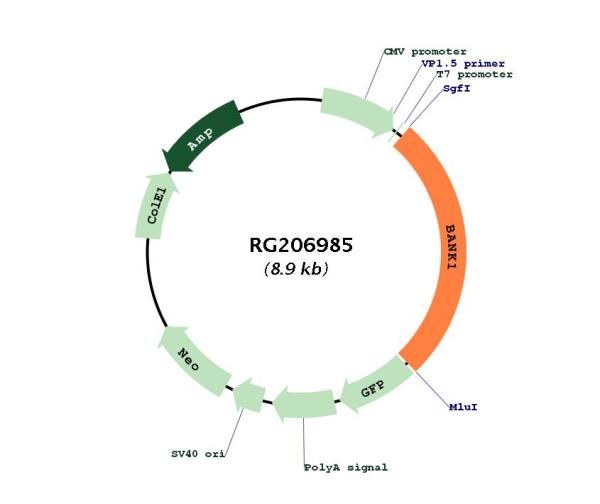 Circular map for RG206985