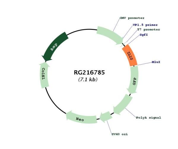 Circular map for RG216785