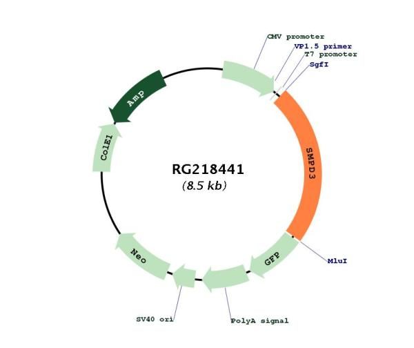 Circular map for RG218441