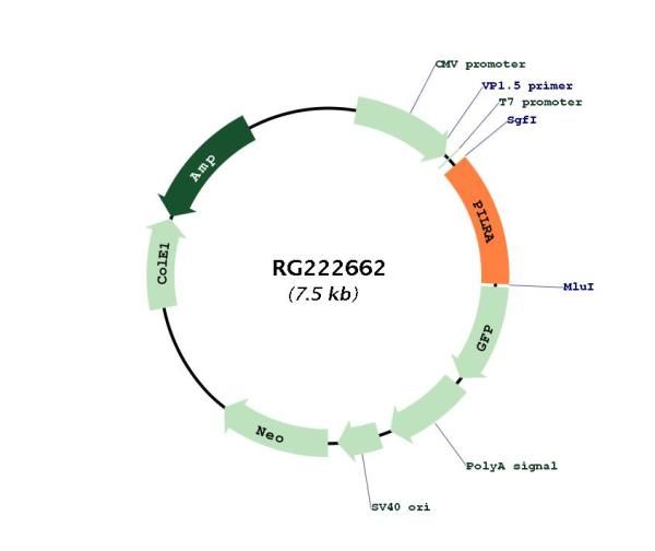 Circular map for RG222662