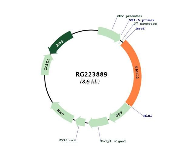 Circular map for RG223889