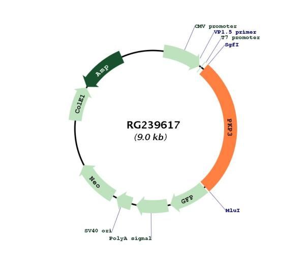 Circular map for RG239617