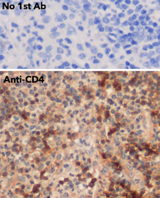 Goat Anti-CD4 Polyclonal Antibody, Immunochemistry (IHC) – Cat# MBS448011