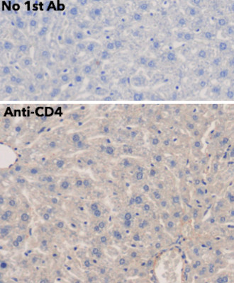 Goat Anti-CD4 Polyclonal Antibody, Immunihistochemistry (IHC) – Cat# MBS448011