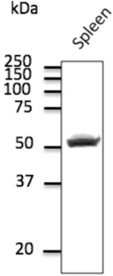 Goat Anti-CD4 Polyclonal Antibody, Western Blot (WB) – Cat# MBS448011