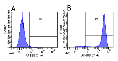 Anti-CD52 Recombinant Antibody – Cat# MBS488134