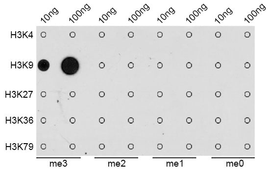 Rabbit Anti-H3K9me3 Antibody, Dot Blot (DB) – Cat# MBS126185