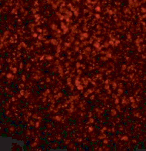 Rabbit Anti-TLR2 Polyclonal Antibody, Immunofluorescence (IF) – Cat# MBS150600