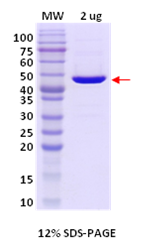 Enzyme – Cat# MBS157415