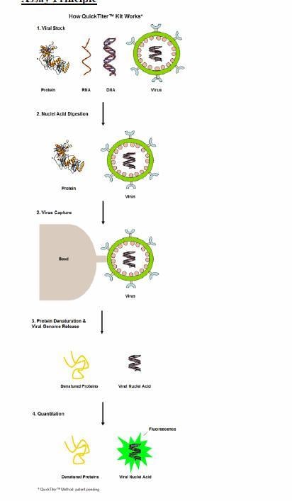 Assay Kit – Cat# MBS168453