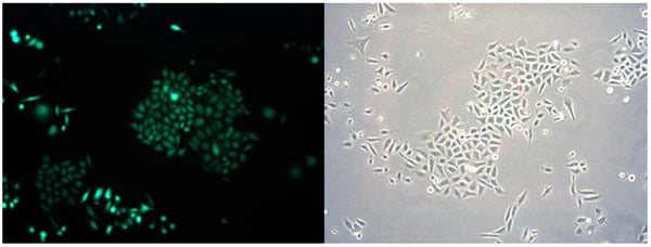 HeLa/GFP Cell Line – Cat# MBS168642