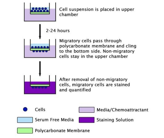 Assay Kit – Cat# MBS168726