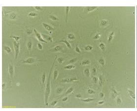 Assay Kit – Cat# MBS168234