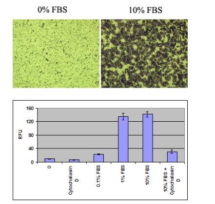 Assay Kit, Testing Data #4 – Cat# MBS169058