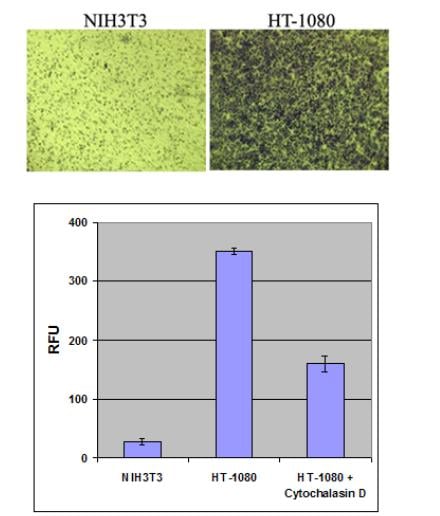Assay Kit, Testing Data #5 – Cat# MBS169058