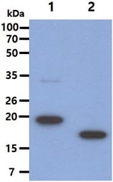 Western Blot (WB)