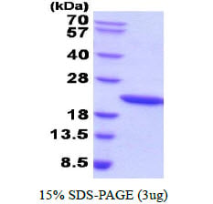 SDS-Page