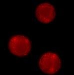 CatL Assay Kit – Cat# MBS239196