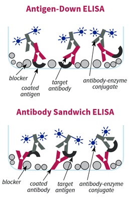 Alternative Block ELISA Blocking Buffer Accessory Reagent – Cat# MBS258395