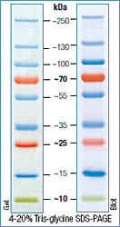 Prestained Dual Color Protein Molecular Weight Marker (10-250 kDa) Accessory Reagent – Cat# MBS355493