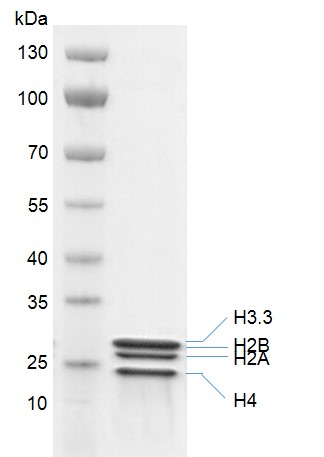 OCTAMER Recombinant Protein – Cat# MBS388183