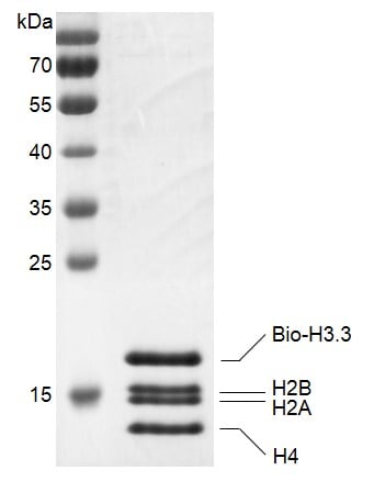 OCTAMER Recombinant Protein – Cat# MBS388184
