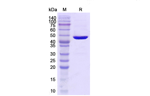 Recombinant Protein – Cat# MBS1576039