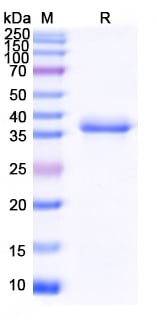 Wheat TRIA14/ltp157 Recombinant Protein – Cat# MBS1577807