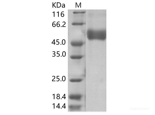NS1 Recombinant Protein – Cat# MBS2569592